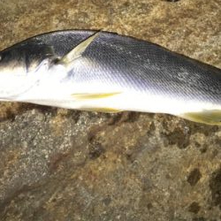 チニングにゲストが