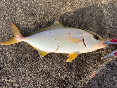 晩夏のライトショアジギング