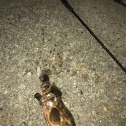 探り探りのライトロック