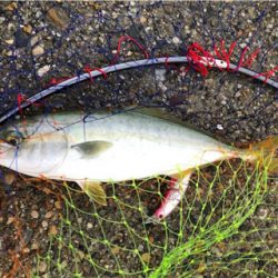 小雨短時間豊漁ショアジギ