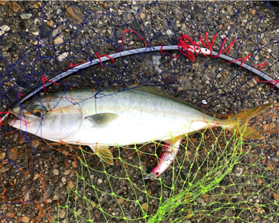 小雨短時間豊漁ショアジギ