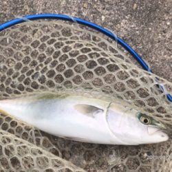 日替わりパターン