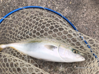 日替わりパターン