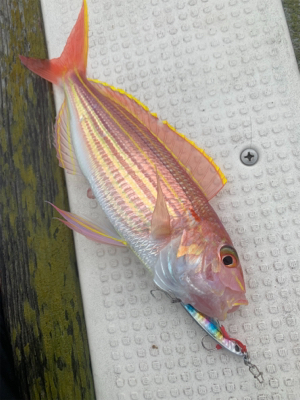 マイクロジギングからのイカメタル