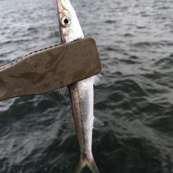 良型アジゲット