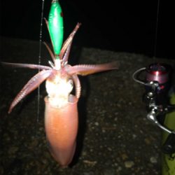 群れさえ入ってくれればケンサキイカ釣れます(^^)