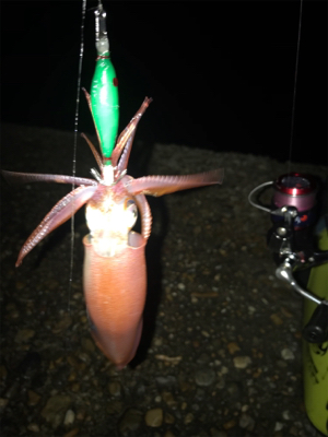 群れさえ入ってくれればケンサキイカ釣れます…