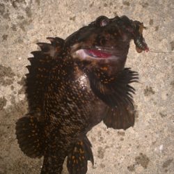 シャローエリアでお遊び