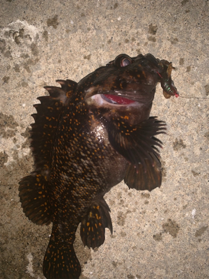 シャローエリアでお遊び