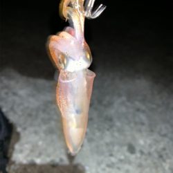 ケンサキイカ⑧