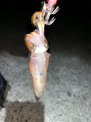 ケンサキイカ⑧