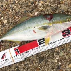 雨前ツバッシング