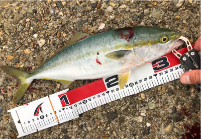 雨前ツバッシング