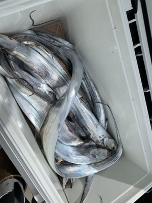 タチウオジギング