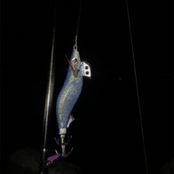 久しぶりアオリイカ