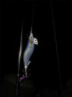 久しぶりアオリイカ