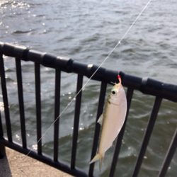 夕方から沢山釣れました！