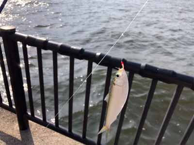 夕方から沢山釣れました！