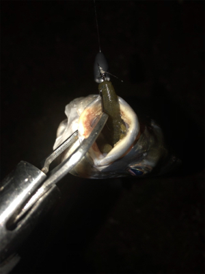 ボトムチニング