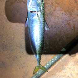 雨の合間のアジング