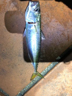 雨の合間のアジング