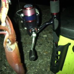 なんとか釣れたケンサキイカσ(^_^;)