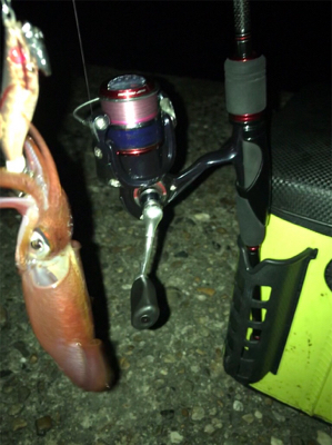 なんとか釣れたケンサキイカσ(^_^;)