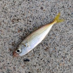 キジハタとアジとサバ