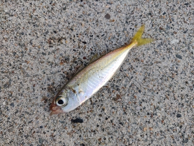 キジハタとアジとサバ