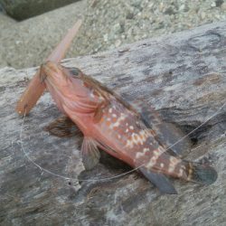 アオリイカ　7杯！！と根魚！