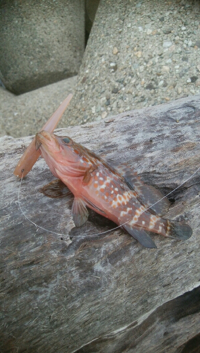 アオリイカ　7杯！！と根魚！
