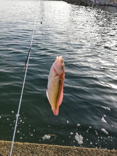 久々にエビ撒いてみました