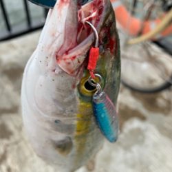 ハマチ〜ツバスでつ抜け♫