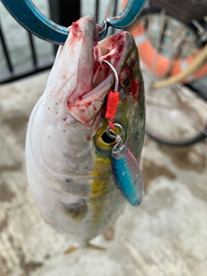 ハマチ〜ツバスでつ抜け♫