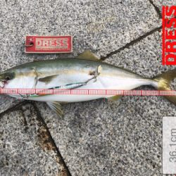 タチウオ調査とツバス君