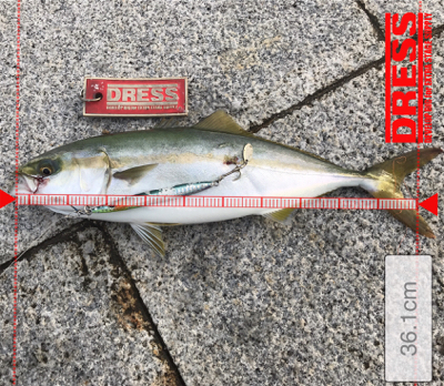 タチウオ調査とツバス君