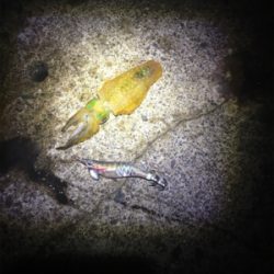 ケンサキときどきアオリイカ