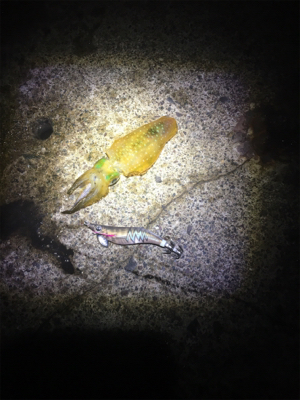 ケンサキときどきアオリイカ