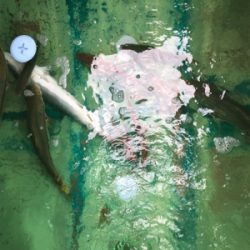 孝洋丸 落とし込み