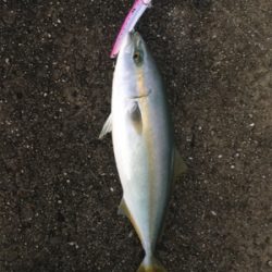 アジ！ツバス！ハマチ！