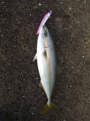 アジ！ツバス！ハマチ！