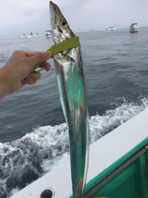 船タチウオ釣行