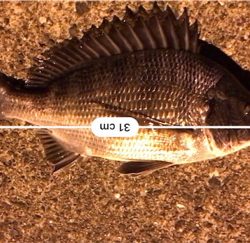 ちょこっと釣行