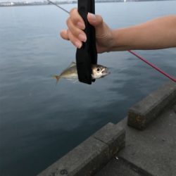 中アジが復活！