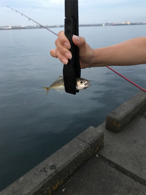 中アジが復活！