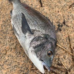 有まづめから日没までのぶっ込み釣り