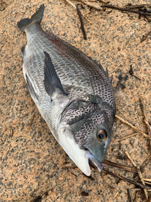 有まづめから日没までのぶっ込み釣り