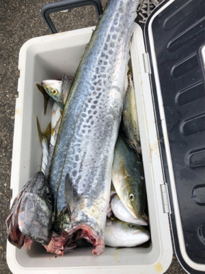 ルアーで初の大爆釣！@沖堤防