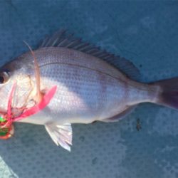 秋らしくなりました。