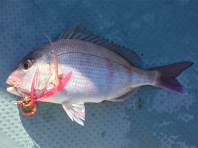 秋らしくなりました。